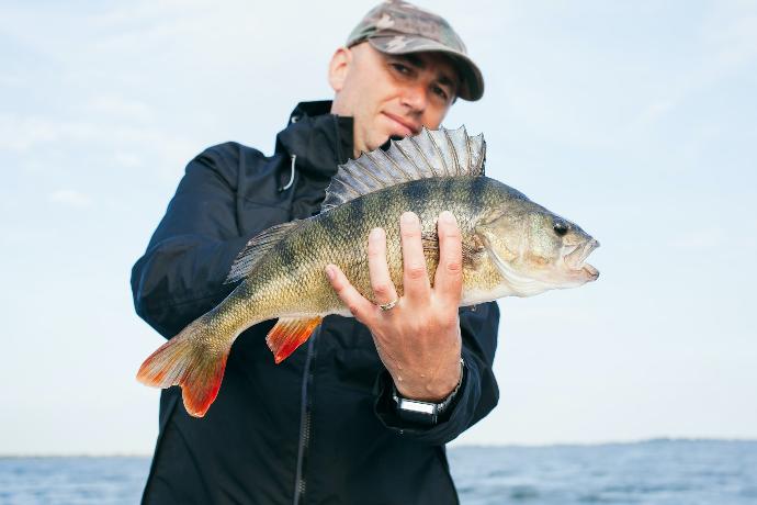 Angler hält einen Zander