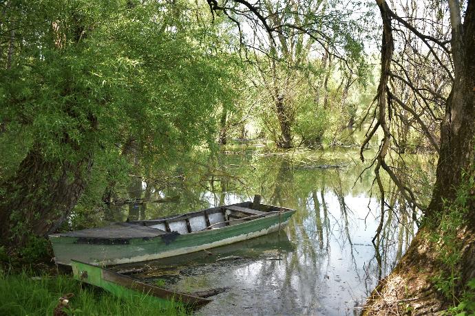 a boat sitting on top of a river next to a forest