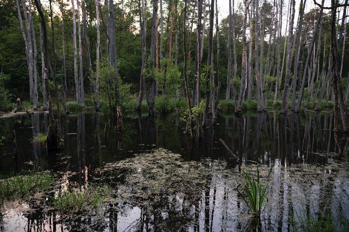 green trees on river bank during daytime