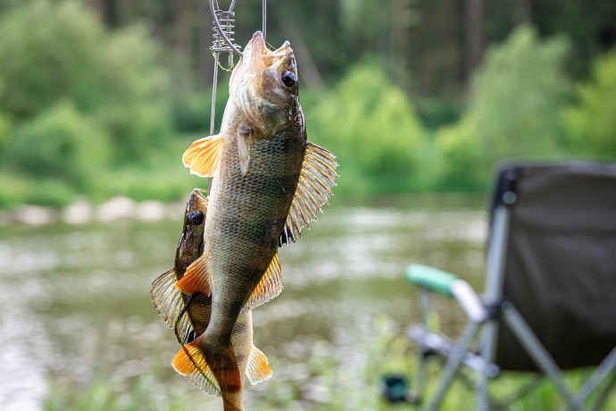 Angeln am Großen Schwanenteich Fische am Großen Schwanenteich